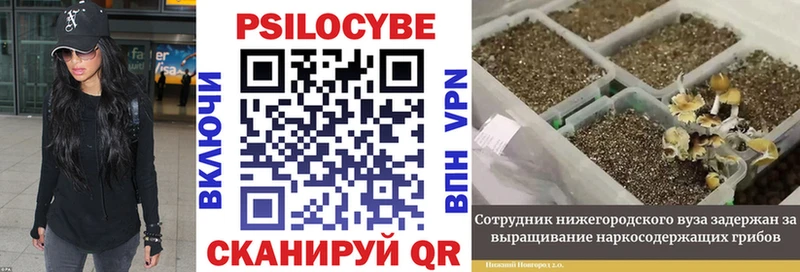 ОМГ ОМГ ссылка  Козловка  Галлюциногенные грибы Cubensis 